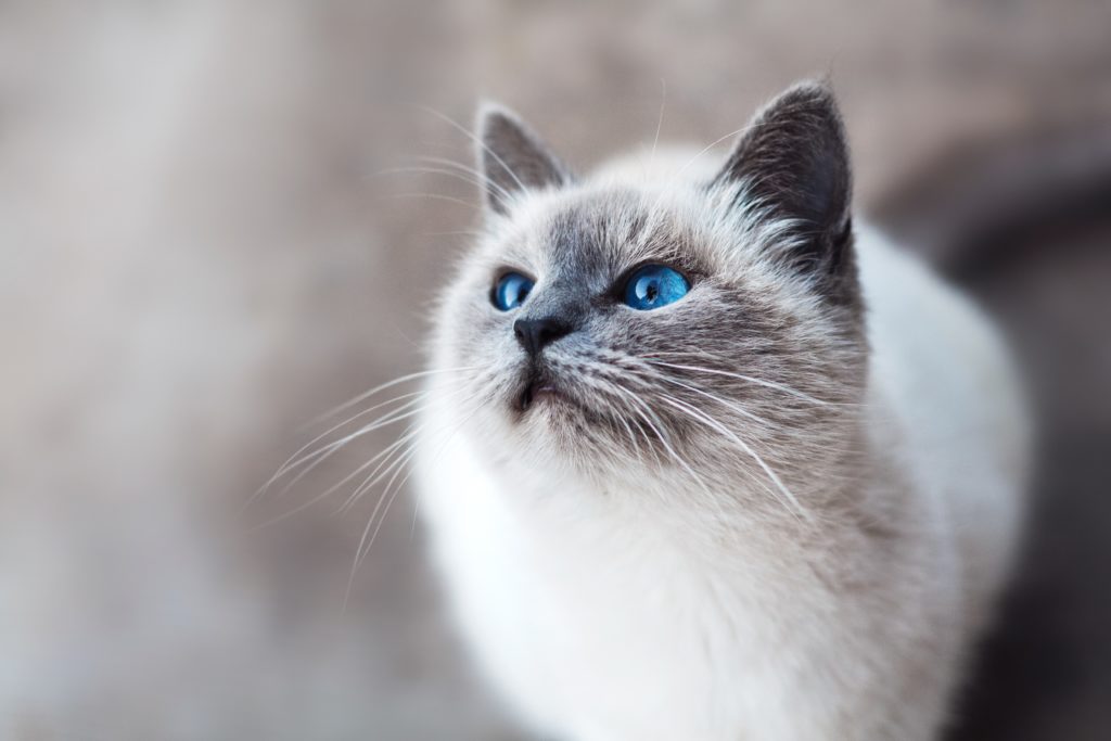 blue eyed cat