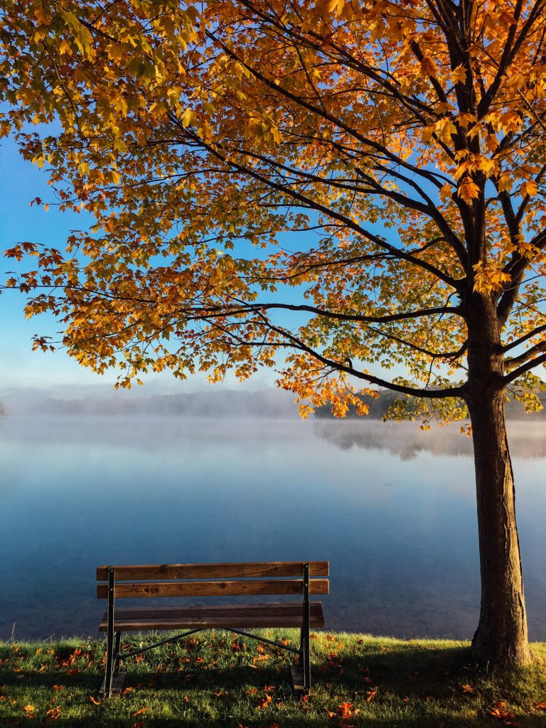 Autumnal tree with bench beside it