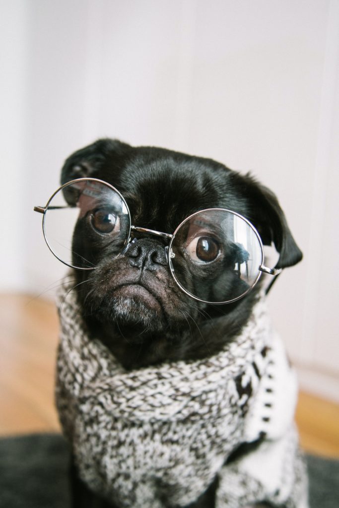 Pug wearing glasses