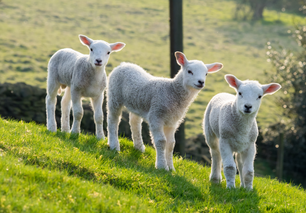 spring lambs