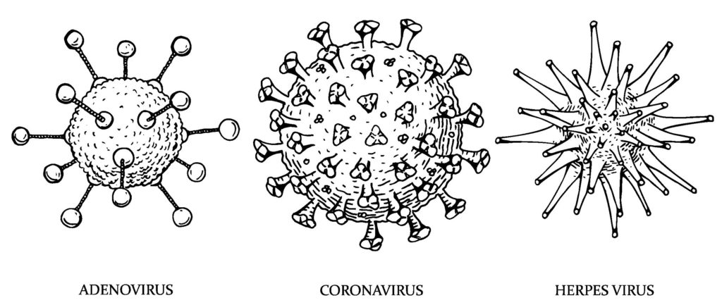 Adenovirus, coronavirus and herpes virus sketched
