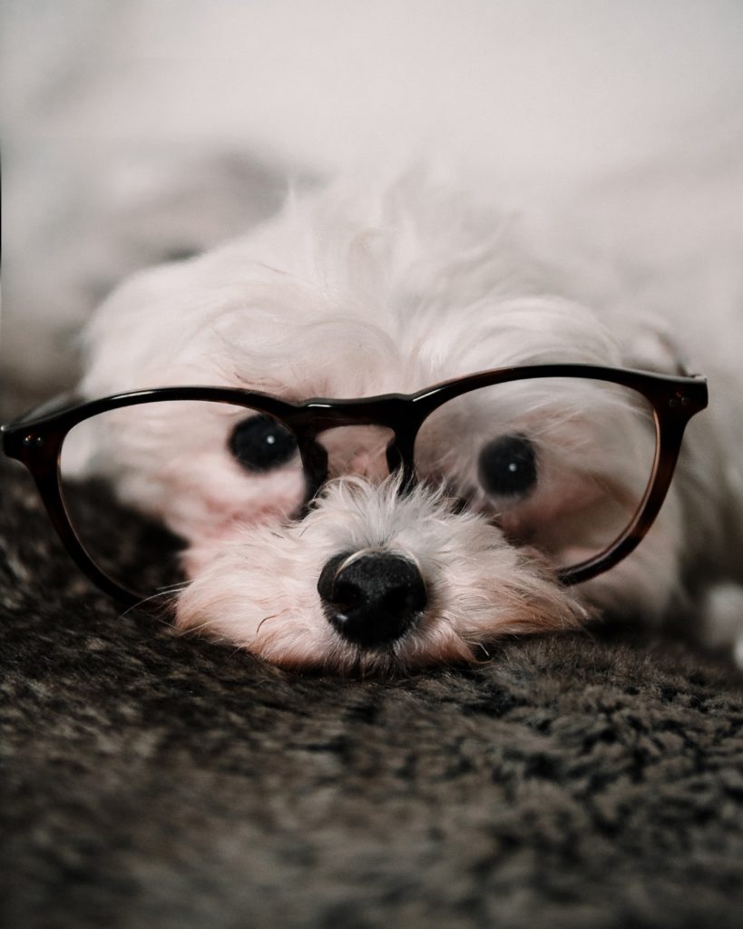 white dog wearing glasses