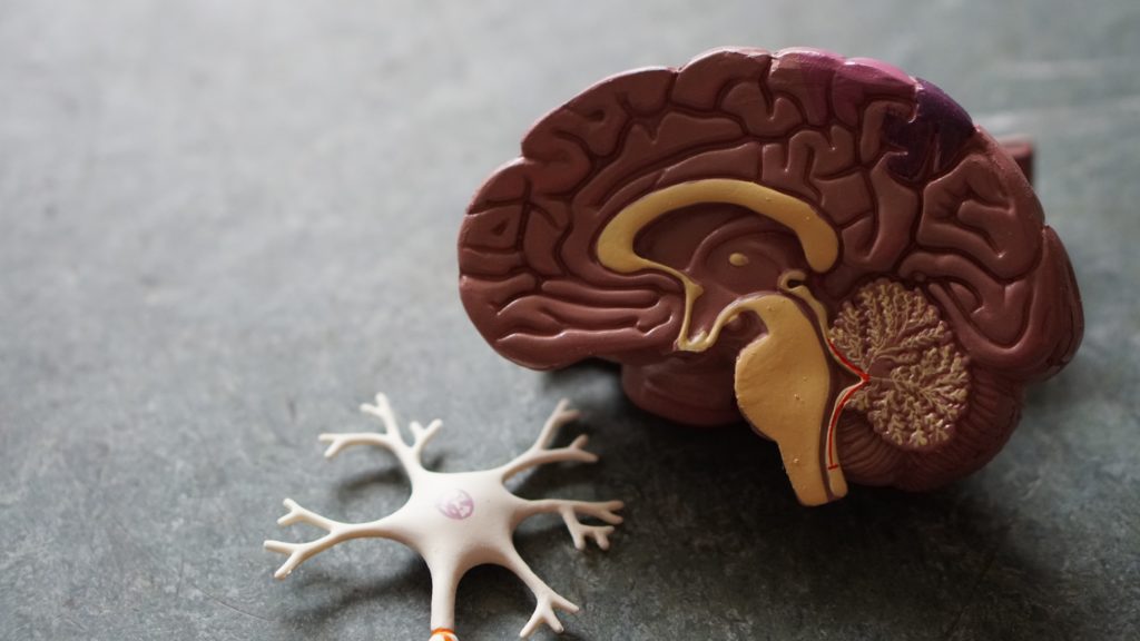 brain and nerve axon