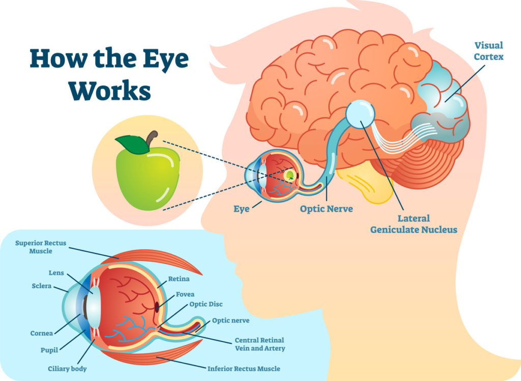 how we see diagram