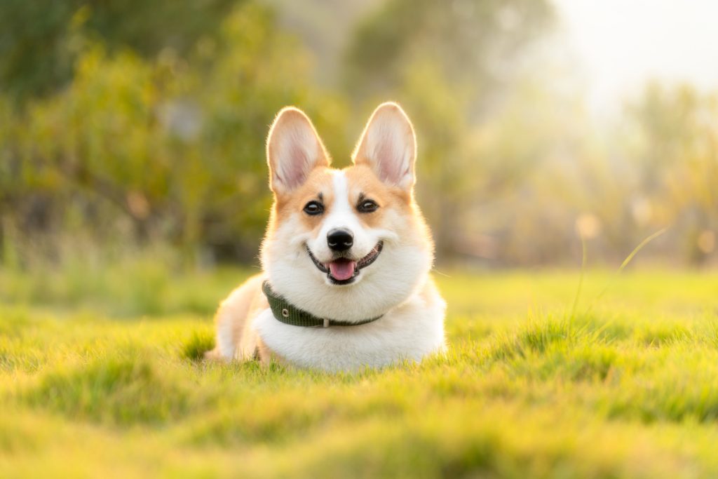 Smiling corgi