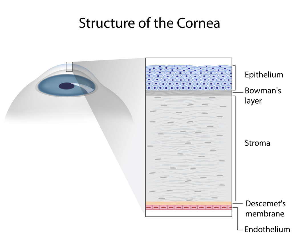 diagram of the layers of the cornea