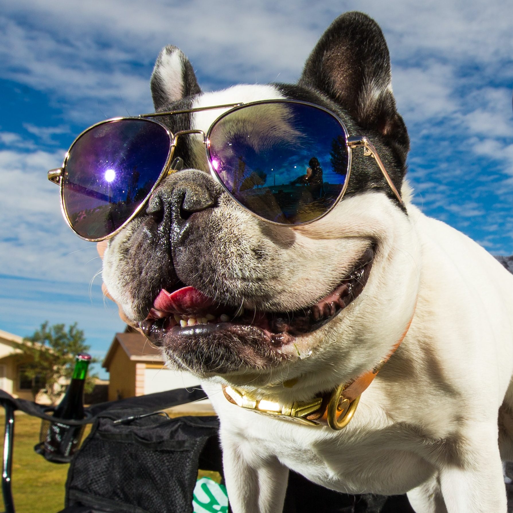 Dog in sunglasses