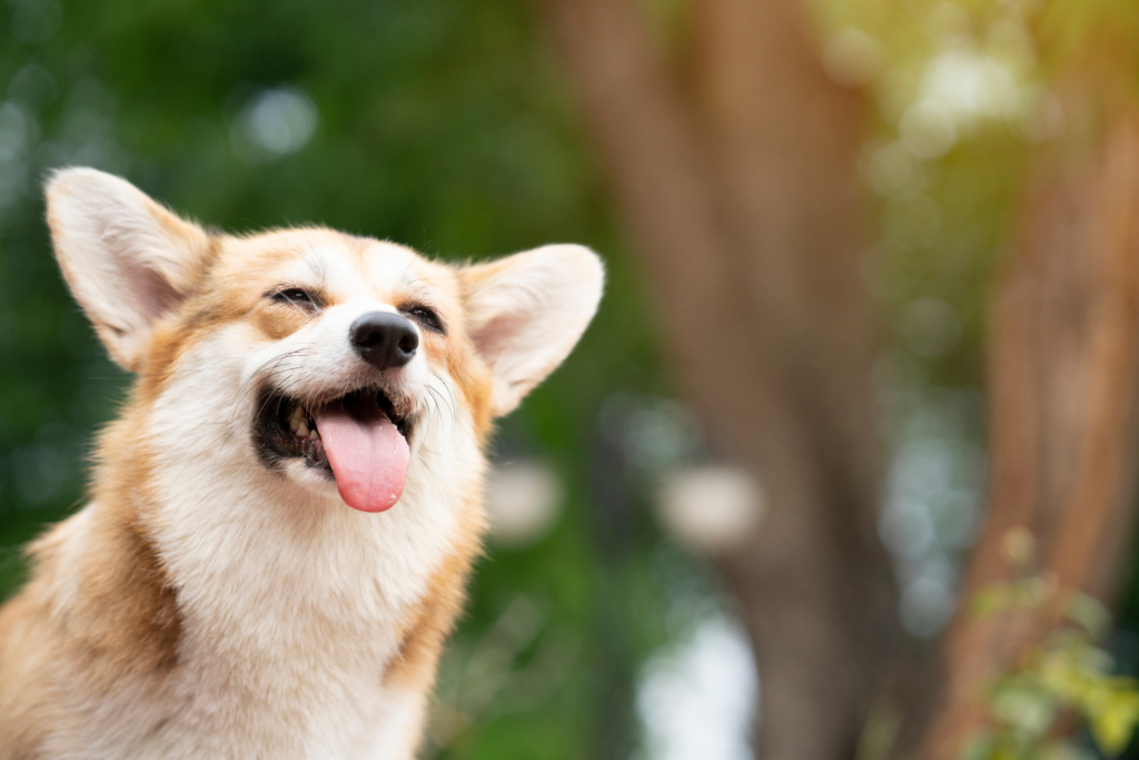 Smiling corgi