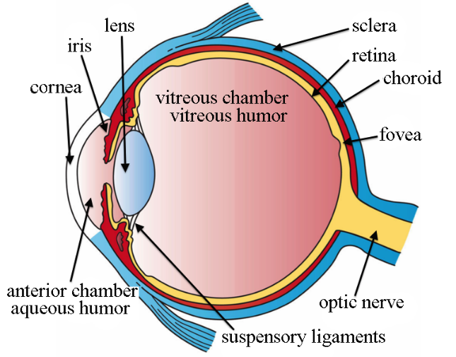 Diagram of human eye