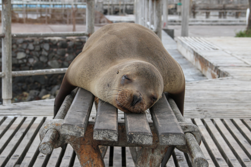 a seal napping on a picnic table