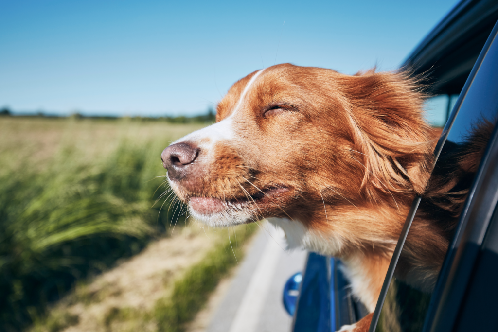 dog with head out window of car